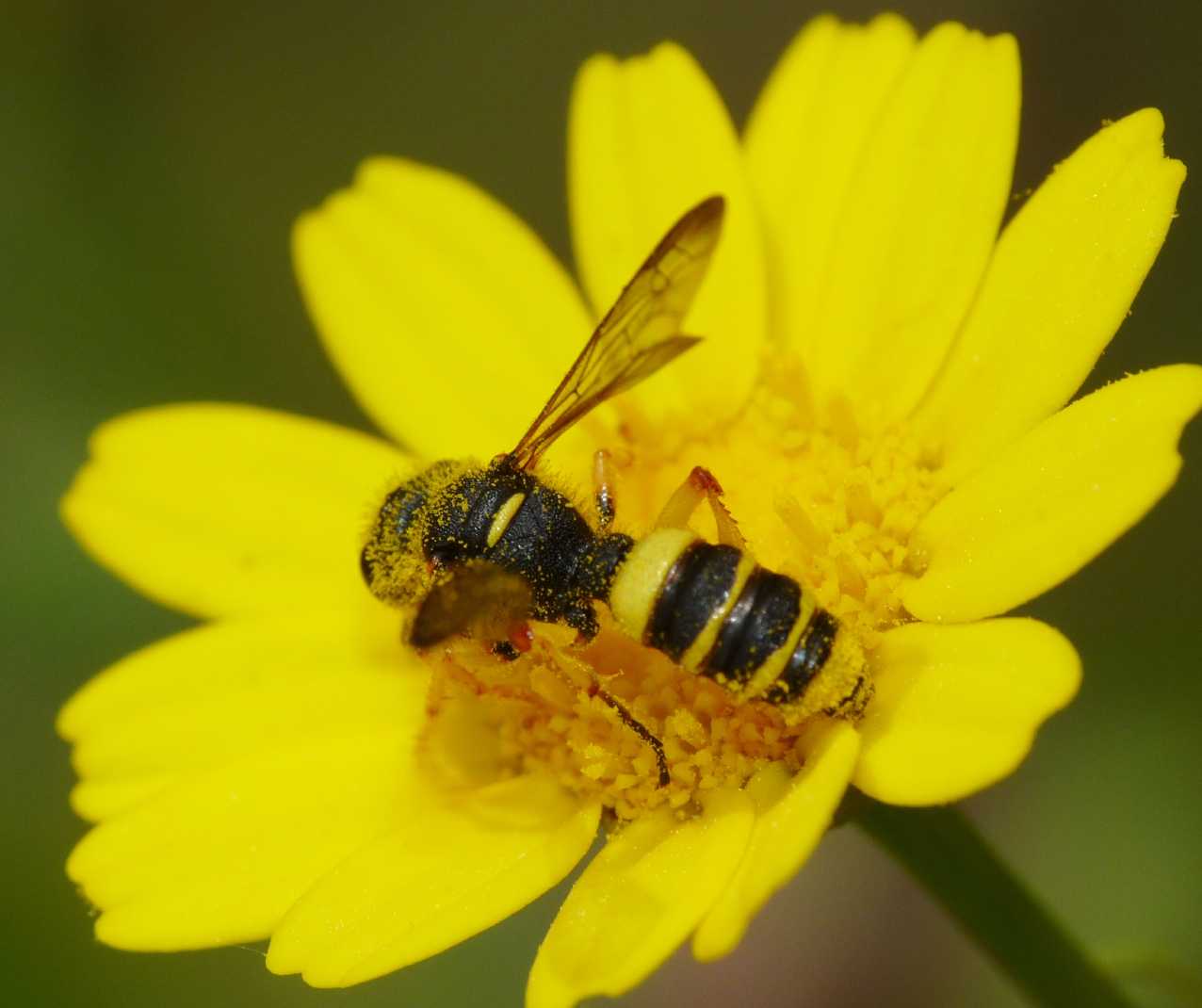 Cerceris quadricincta corsica (Crabronidae)